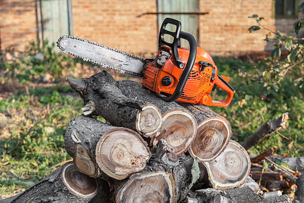 Trusted Viera East, FL Tree Service Experts